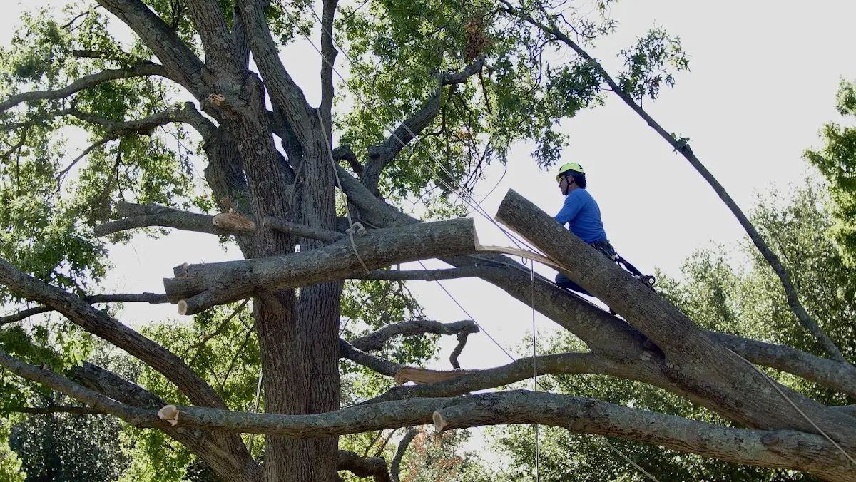 Professional Crown Thinning performed by certified arborists in Sicklerville