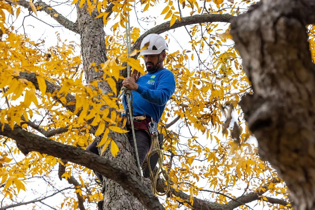 Skilled Tree Planting crew working in Sicklerville